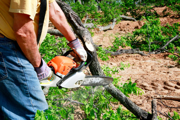 Best Stump Grinding and Removal  in USA